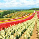 hokkaido-adasi-japonya